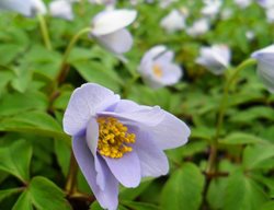 Robinsoniana Anemone, Anemone Nemorosa, Lavender Flower
Shutterstock.com
New York, NY