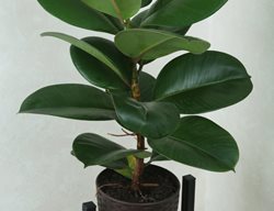 Robusta Rubber Plant, Ficus Elastica
Shutterstock.com
New York, NY