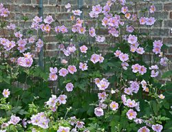 Robustissima Anemone, Light Pink Flowers, Anemone Hybrid
Shutterstock.com
New York, NY