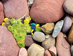 Rock Garden Close-Up With Plants
Garden Design
Calimesa, CA