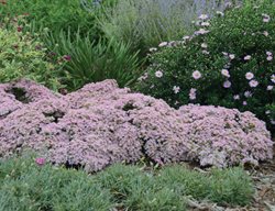 Rock N Grow Pure Joy
Proven Winners
Sycamore, IL