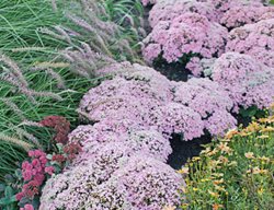 Rock N Grow Pure Joy Sedum, Stonecrop, Sedum
Proven Winners
Sycamore, IL