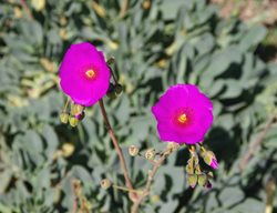 Rock Purslane, Calandrinia Grandiflora
Shutterstock.com
New York, NY