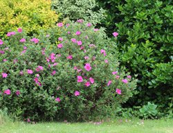 Rock Rose Plant, Cistus 
Shutterstock.com
New York, NY