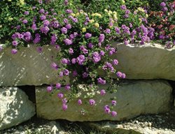 Rock Wall Plants, Luscious Grape
Proven Winners
Sycamore, IL