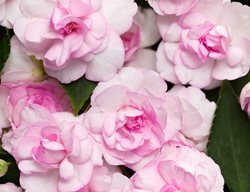 Rockapulco Appleblossom, Impatiens, Impatiens Walleriana
Proven Winners
Sycamore, IL