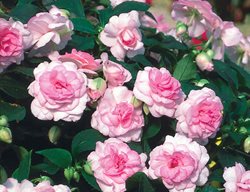 Rockapulco Appleblossom Impatiens, Impatiens Walleriana
Proven Winners
Sycamore, IL