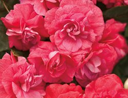 Rockapulco Coral Reef Impatiens, Impatiens Walleriana
Proven Winners
Sycamore, IL