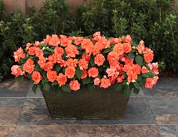 Rockapulco Orange Double Impatiens, Orange Impatiens Flowers
Proven Winners
Sycamore, IL