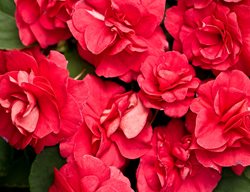 Rockapulco Red Impatiens, Impatiens Walleriana
Proven Winners
Sycamore, IL