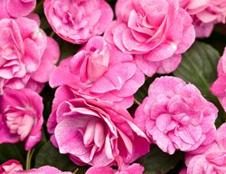 Rockapulco Rose Impatiens, Double Impatiens Flower
Proven Winners
Sycamore, IL