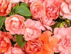 Rockapulco Tropical Shades Impatiens, Double Impatiens
Proven Winners
Sycamore, IL