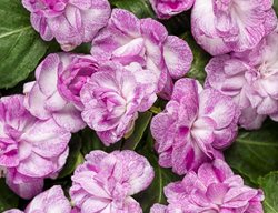 Rockapulco Wisteria Impatiens, Double Impatiens
Proven Winners
Sycamore, IL