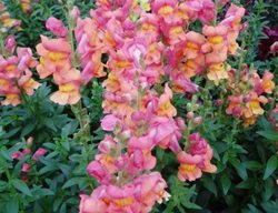 Rocket Bronze Snapdragon
All-America Selections
Downers Grove, IL