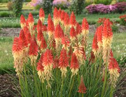 Rocket's Red Glare Kniphofia, Kniphofia Hybrid
Proven Winners
Sycamore, IL