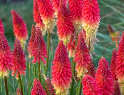 Rockets Red Glare Kniphofia, Kniphofia Hybrid
Proven Winners
Sycamore, IL