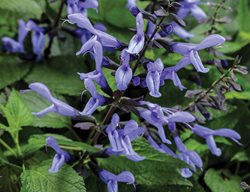Rockin' Blue Suede Shoes Salvia, Blue Flowered Salvia
Proven Winners
Sycamore, IL