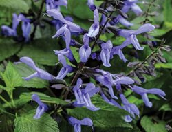 Rockin' Blue Suede Shoes Salvia, Blue Flowered Salvia
Proven Winners
Sycamore, IL