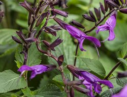 Rockin Deep Purple Salvia, Salvia Hybrid, Purple Salvia Flower
Proven Winners
Sycamore, IL