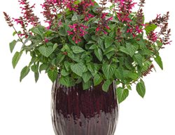 Rockin Fuchsia Salvia, Pink Salvia Plant In Pot
Proven Winners
Sycamore, IL
