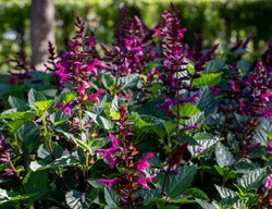 Rockin' Fuchsia Salvia, Salvia Hybrid
Proven Winners
Sycamore, IL