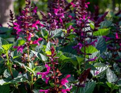Rockin' Fuchsia Salvia, Salvia Hybrid
Proven Winners
Sycamore, IL