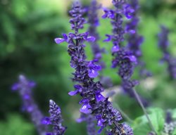 Rockin Playin The Blues Salvia, Salvia Hybrid, Blue Salvia
Proven Winners
Sycamore, IL