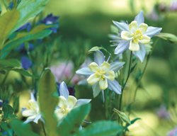 Rocky Mountain Columbine, Aquilegia Caerulea
Garden Design
Calimesa, CA