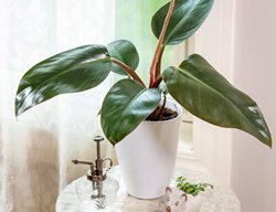 Rojo Congo Philodendron, Philodendron Hybrid
Proven Winners
Sycamore, IL