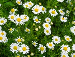 Roman Chamomile Flowers, Chamomile Flowers
Shutterstock.com
New York, NY