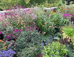 Rooftop Flower Garden
Garden Design
Calimesa, CA
