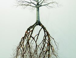 Roots
Garden Design
Calimesa, CA