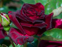 Rosa 'black Baccara', Red And Black Rose
Shutterstock.com
New York, NY