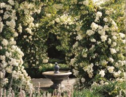 Rosa Mulliganii
Garden Design
Calimesa, CA