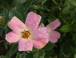 Rosa Radcor, Pink Rose, Knock Out
Shutterstock.com
New York, NY