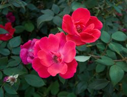 Rosa Radrazz, Red Rose
Alamy Stock Photo
Brooklyn, NY