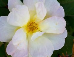 Rosa Radsunny, Sunny Knock Out, White Rose
Shutterstock.com
New York, NY