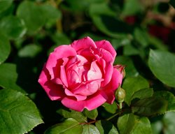 Rosa Radtkopink, Pink Rose, Knock Out
Alamy Stock Photo
Brooklyn, NY