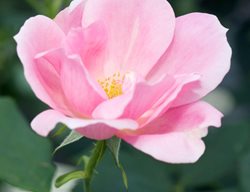 Rosa Radyod, Blushing Knock Out Rose, Light Pink Flower
Alamy Stock Photo
Brooklyn, NY