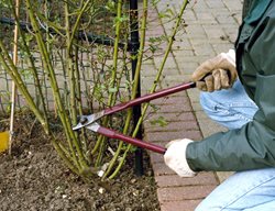 Rose Bush, Pruning, Vase-Like Shape
Alamy Stock Photo
Brooklyn, NY