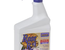 Rose Care
Garden Design
Calimesa, CA