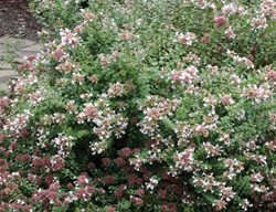 Rose Creek Abelia, Flowering Shrub
Millette Photomedia
