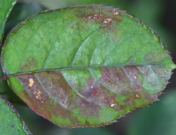 Rose Disease, Rose Mildew, Rose Leaf
Weeks Roses
Wasco, CA