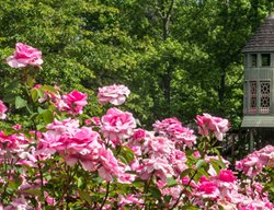 Rose Fest
Garden Design
Calimesa, CA