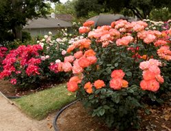 Rose Garden, Growing Roses
Weeks Roses
Wasco, CA
