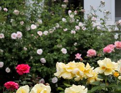  Rose Garden, Yellow Roses
Johnsen Landscapes & Pools
Mount Kisco, NY
