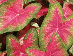Rose Glow Caladium
Proven Winners
Sycamore, IL