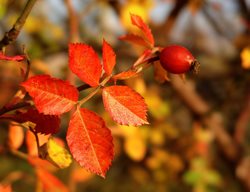 Rose Hip, Autumn Rose
Pixabay
