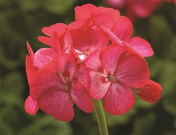 Rose Ice Zonal Geranium, Pelargonium Zonale
Proven Winners
Sycamore, IL