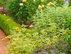 Rose-Lined Walkway
Garden Design
Calimesa, CA